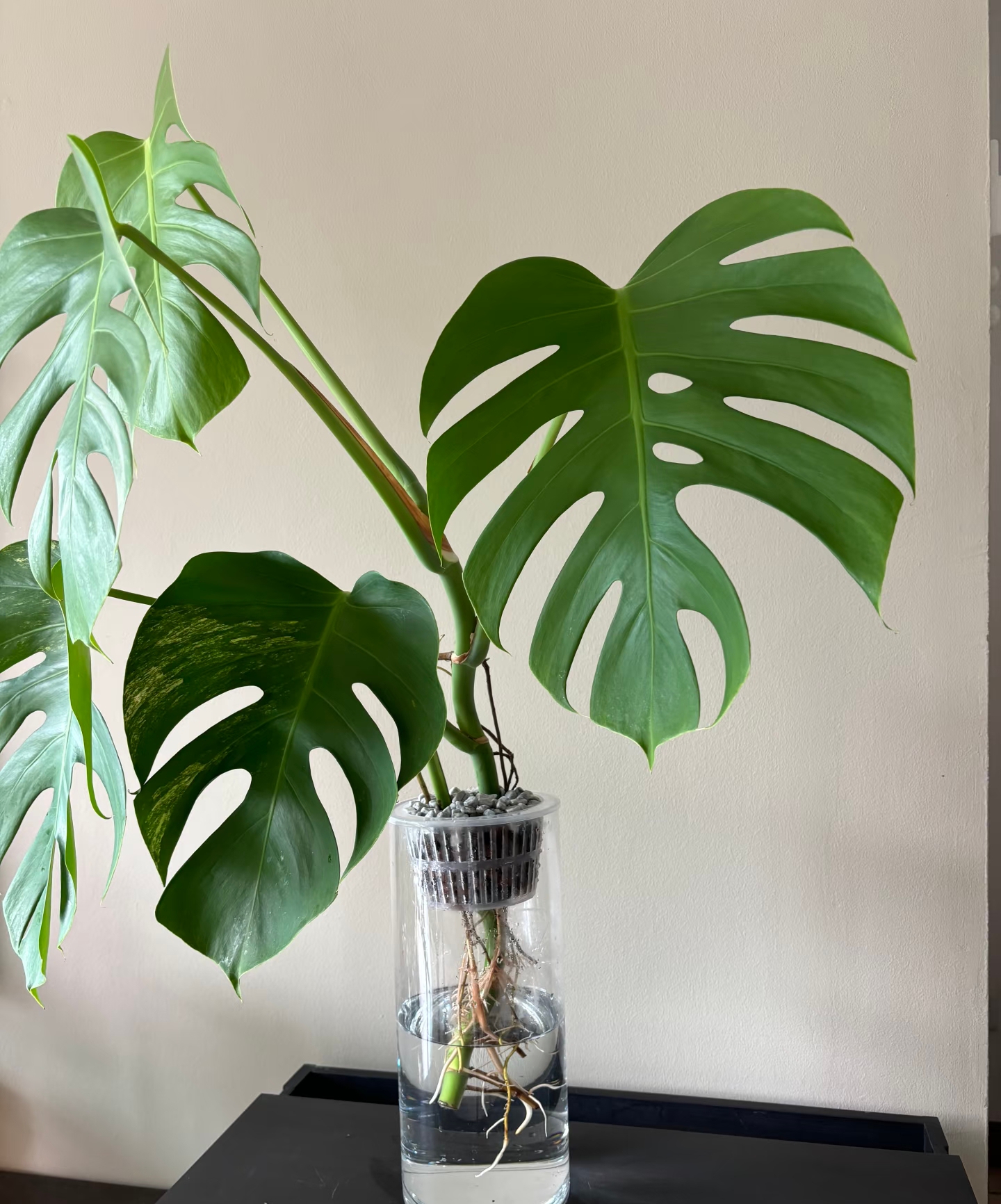 【新疆包邮】龟背竹 网红绿植 水培好养 懒人绿植好养