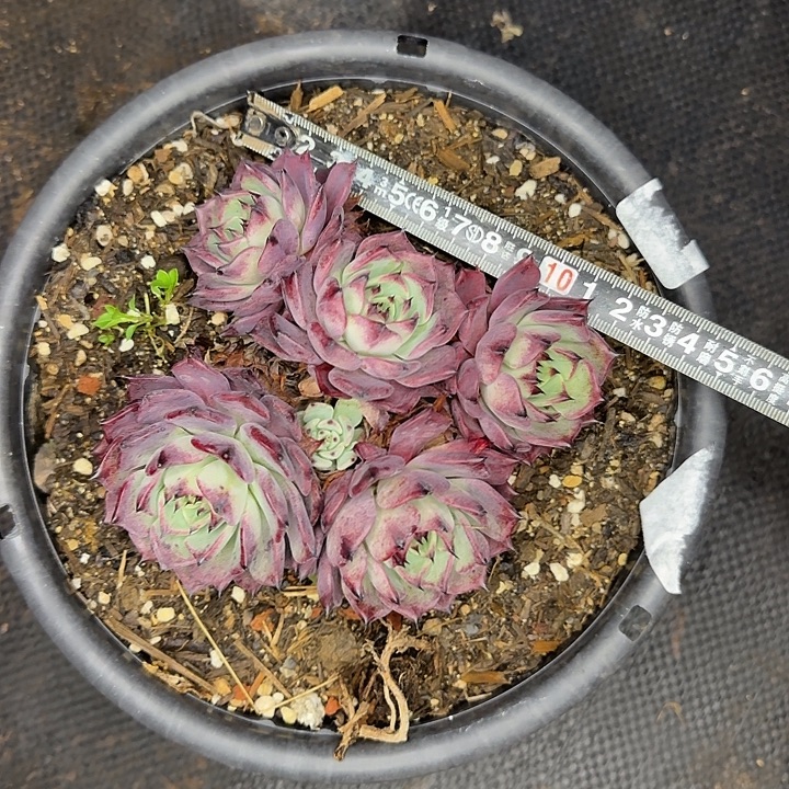 乌金935 多肉植物一物一拍