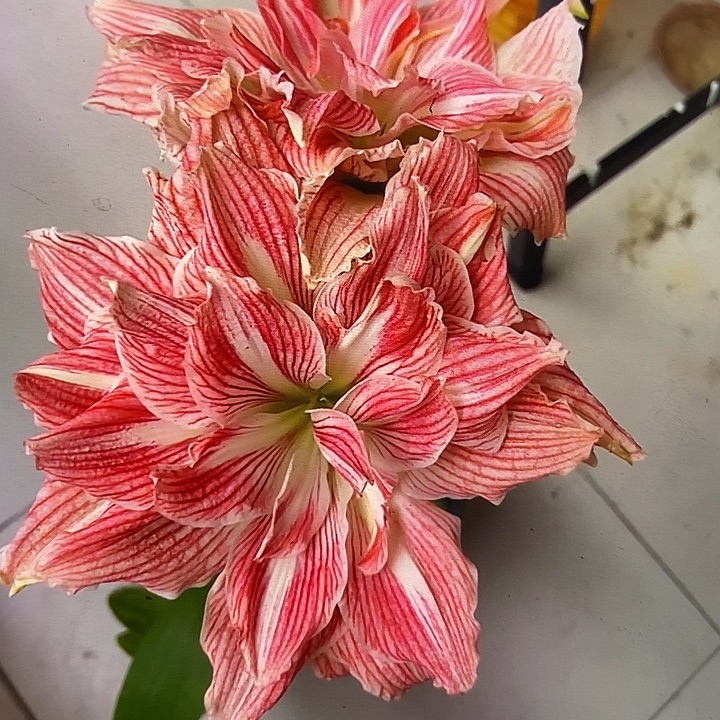 美丽仙女4厘米朱顶红