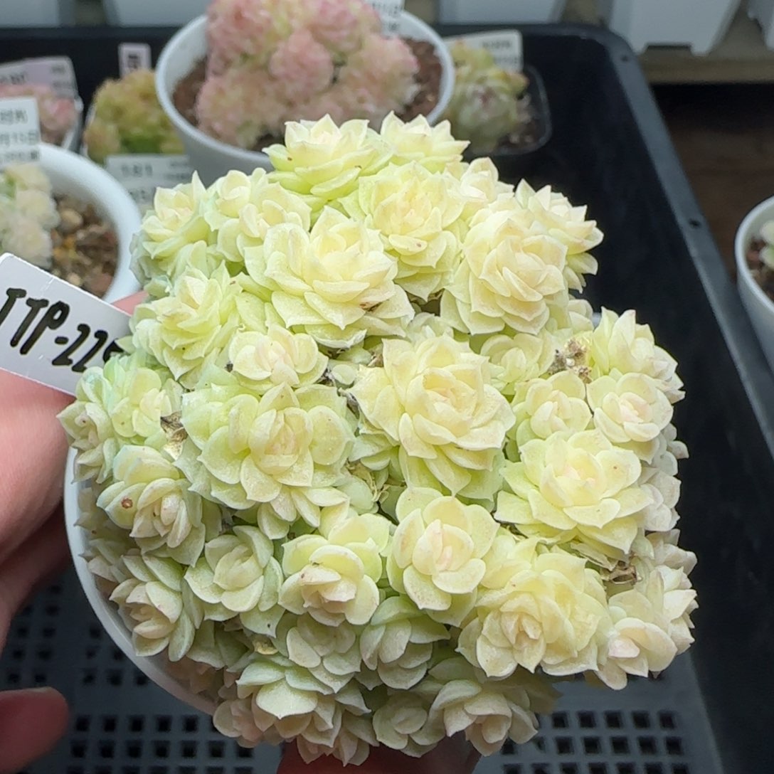 0215-195（TTP-225）