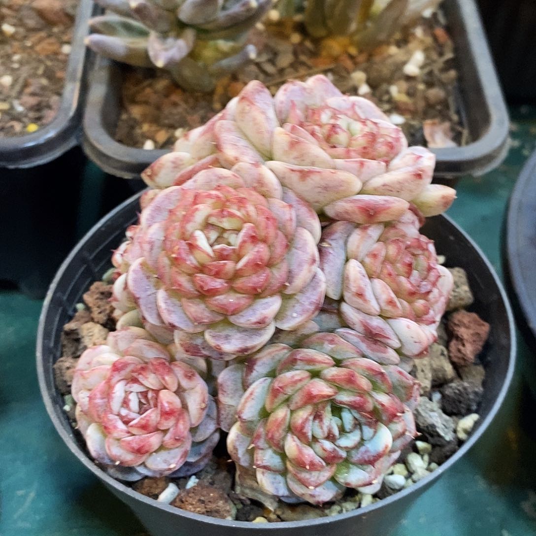 自然群天鹅绒，12346648