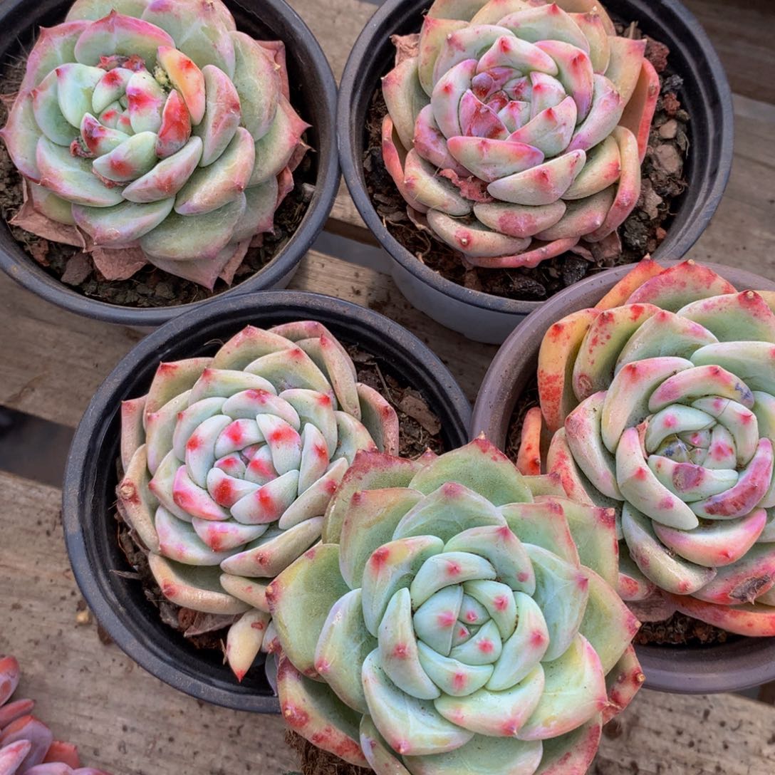 白拉糖单头多肉植物5个