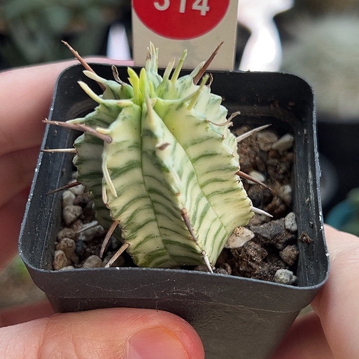 强刺斑马锦一棵3cm