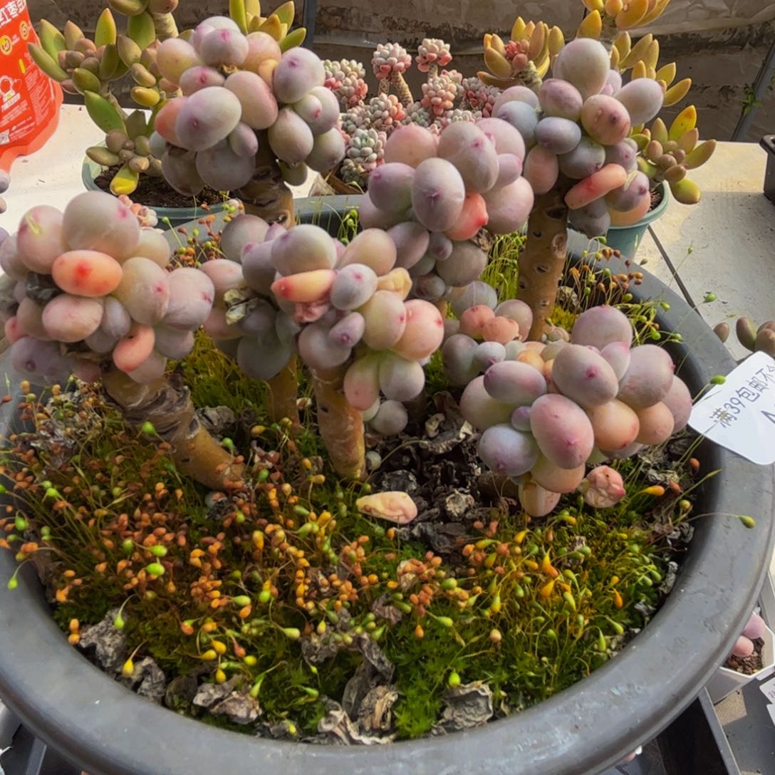 040/10cm苹果奶多肉植物