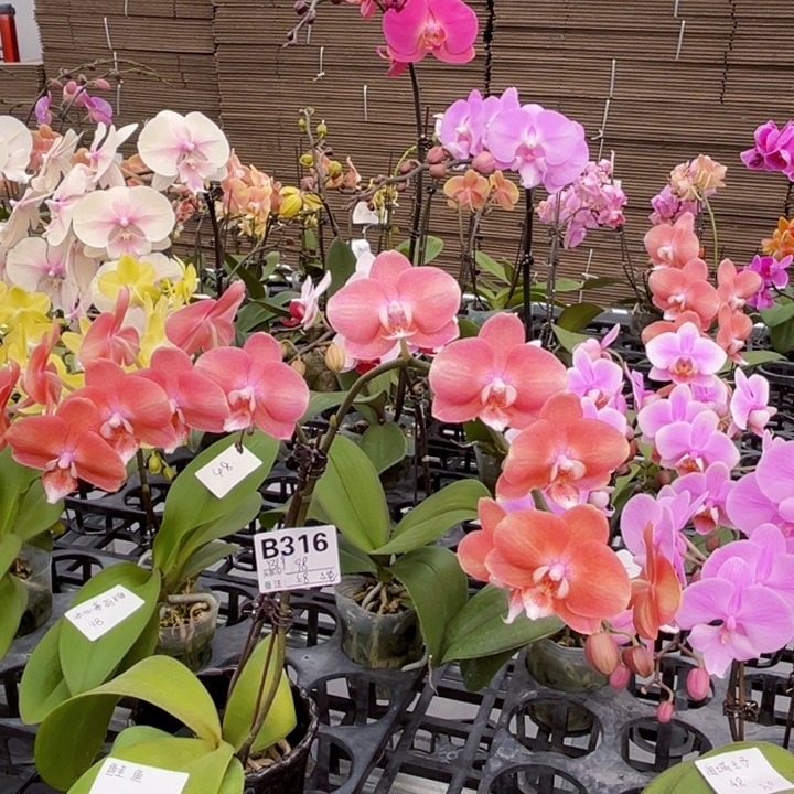 少量花朵（建议范围：2朵-5朵 或40%以下）