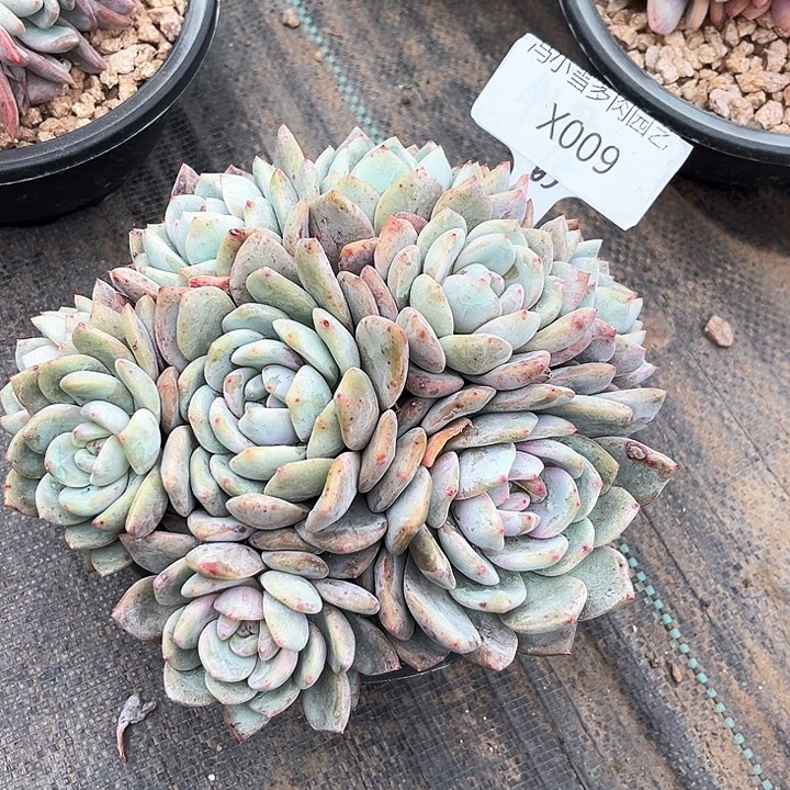 七****呛我是第一百个为妖刀应援滴