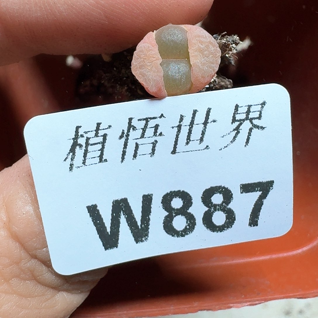 887盒多肉植物哇c c