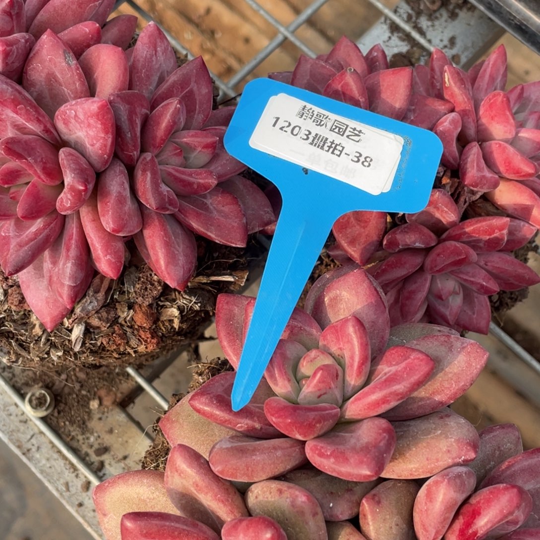 瑃***瑃1203-38-三头赫菲斯托打包