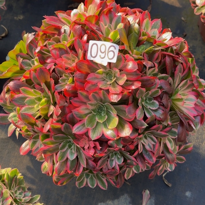 0000000000096花样年华