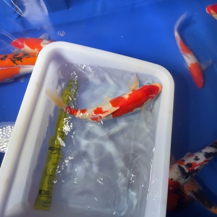 锦鲤锦鲤红白三色