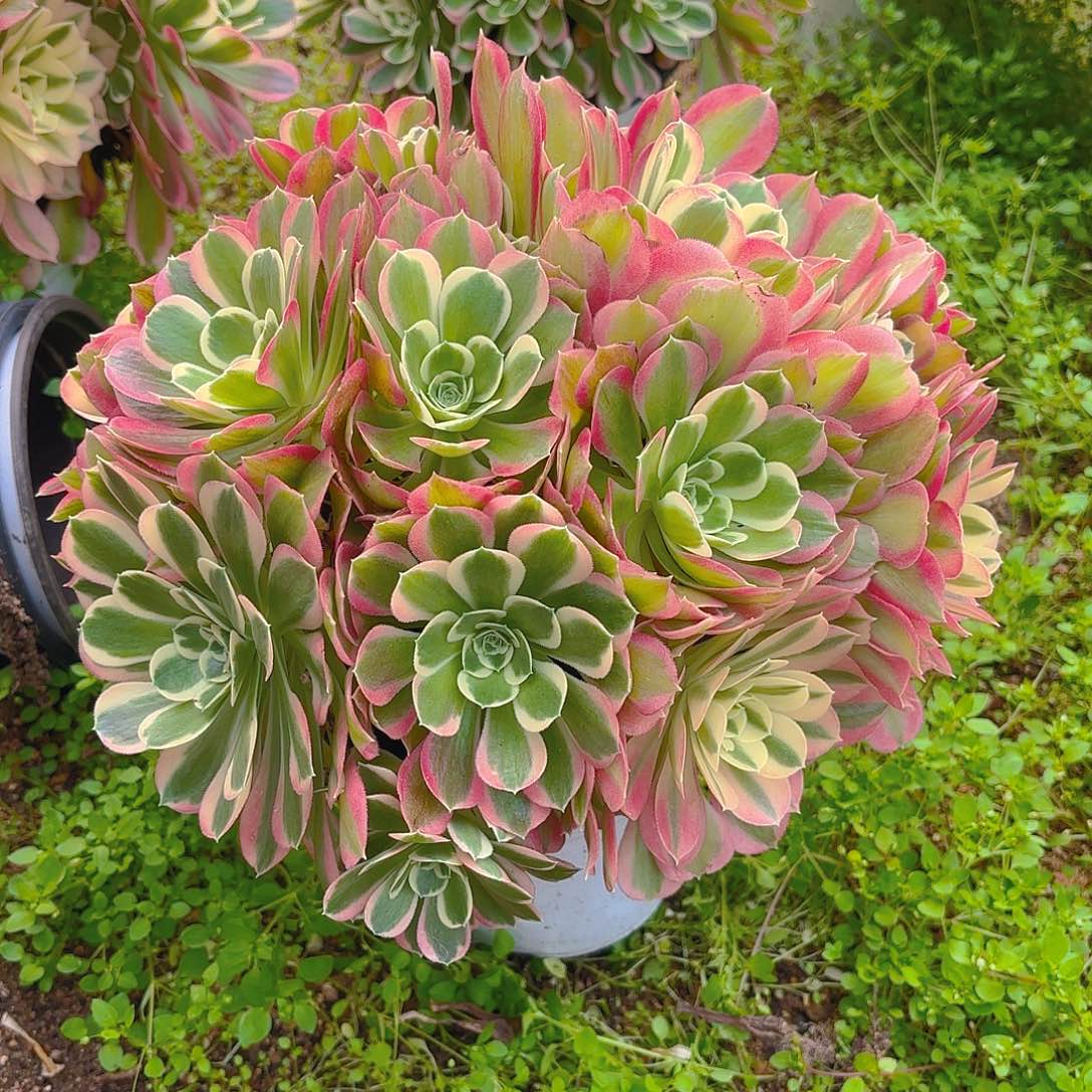 雨花石老庄多肉植物