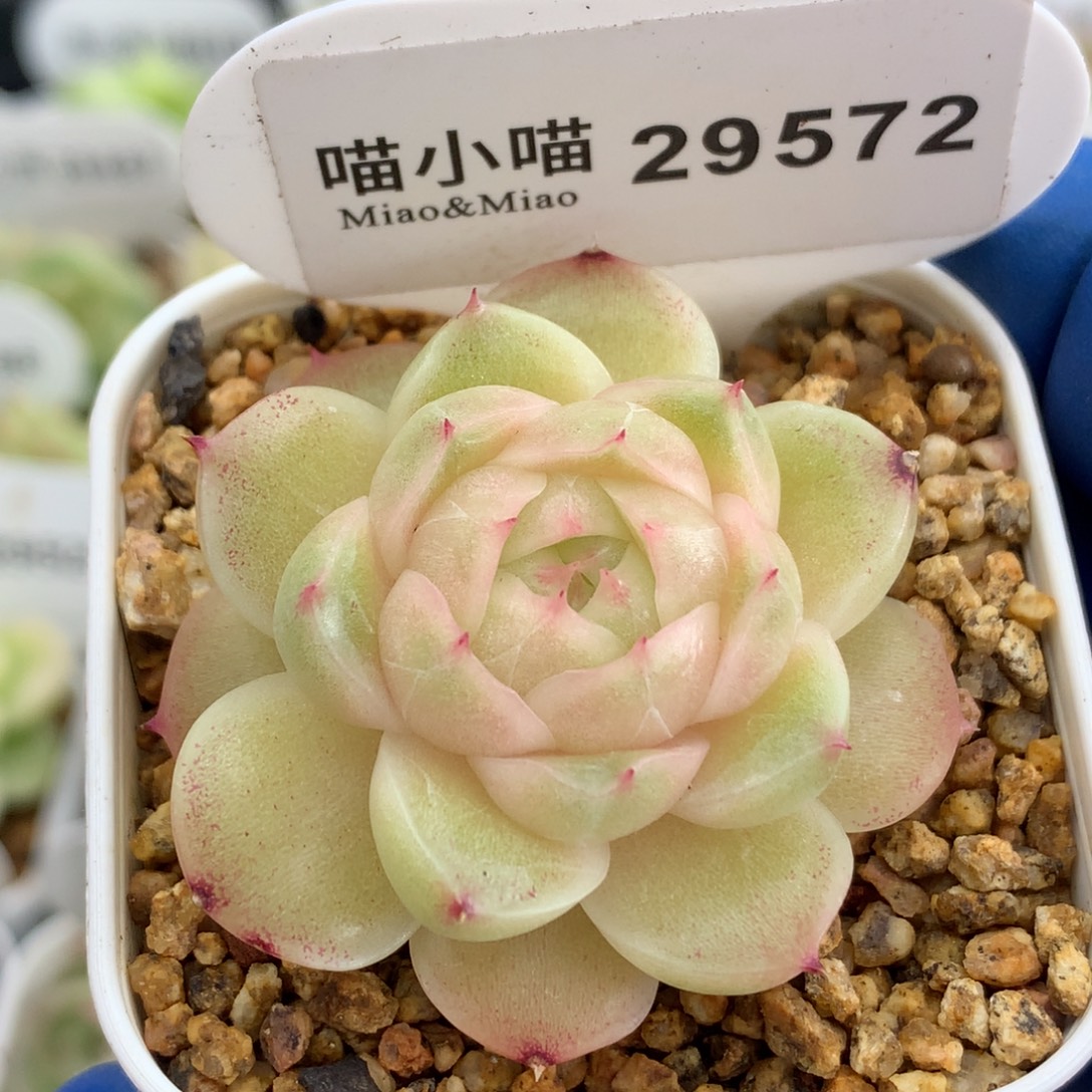 多肉植物杂交珍妮