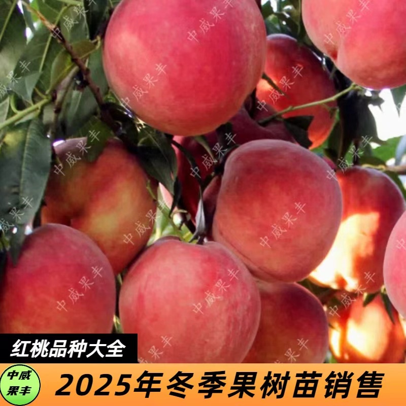 红桃果树苗新品种大全   早熟   高甜  特丰产  南北方皆可种植  