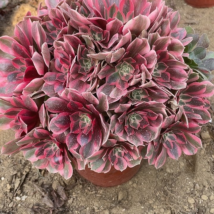 057女妖对肉植物的