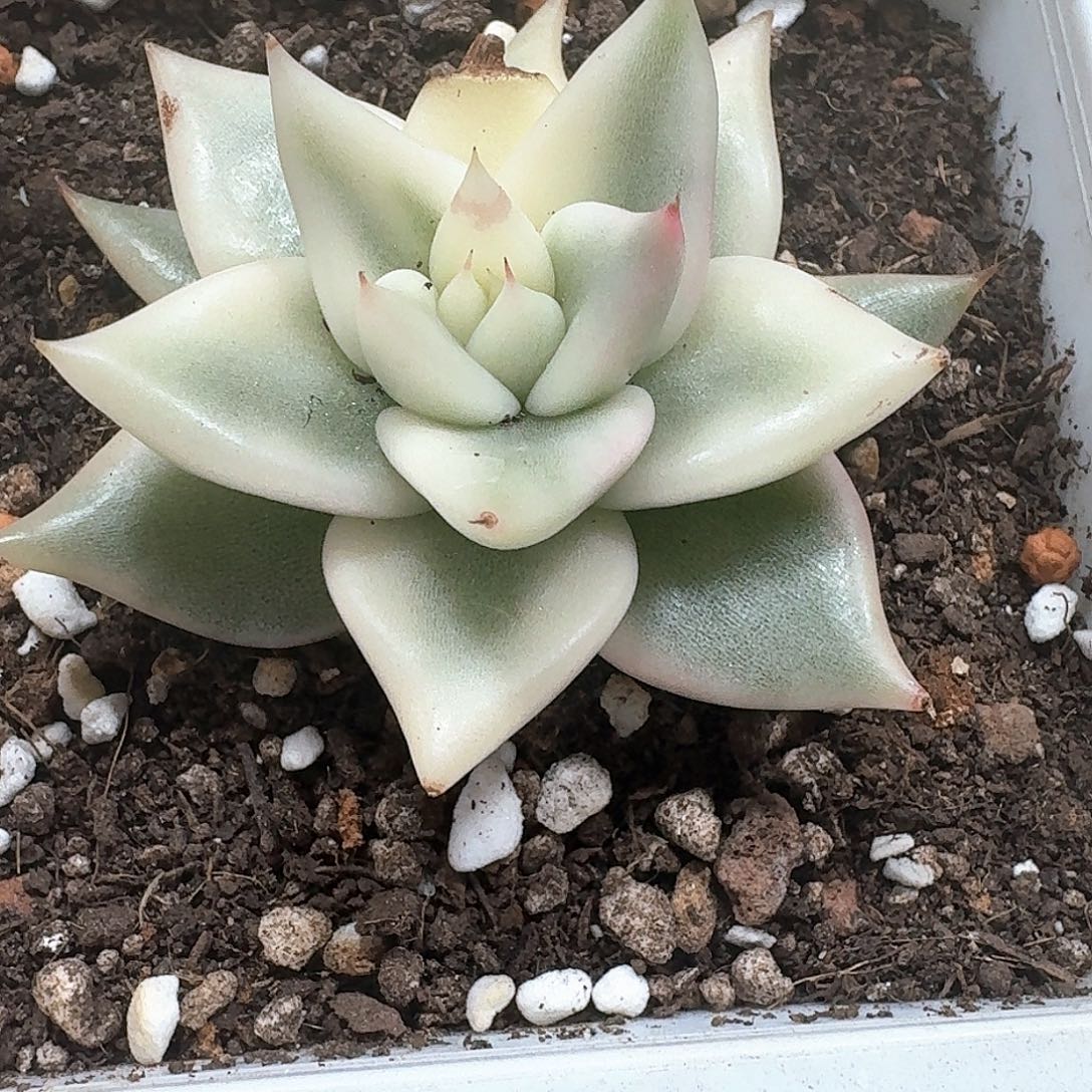 乌木白锦多肉植物
