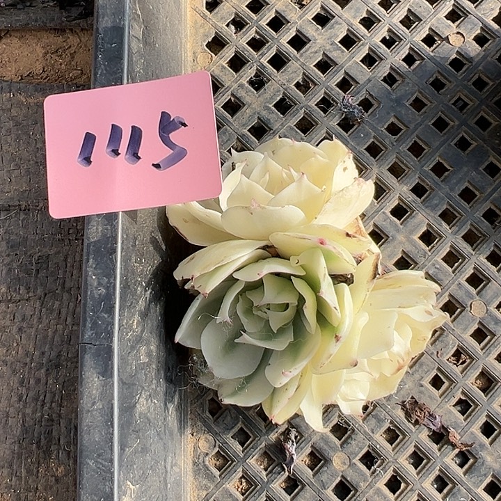 初***见多肉锦海啸锦1115号