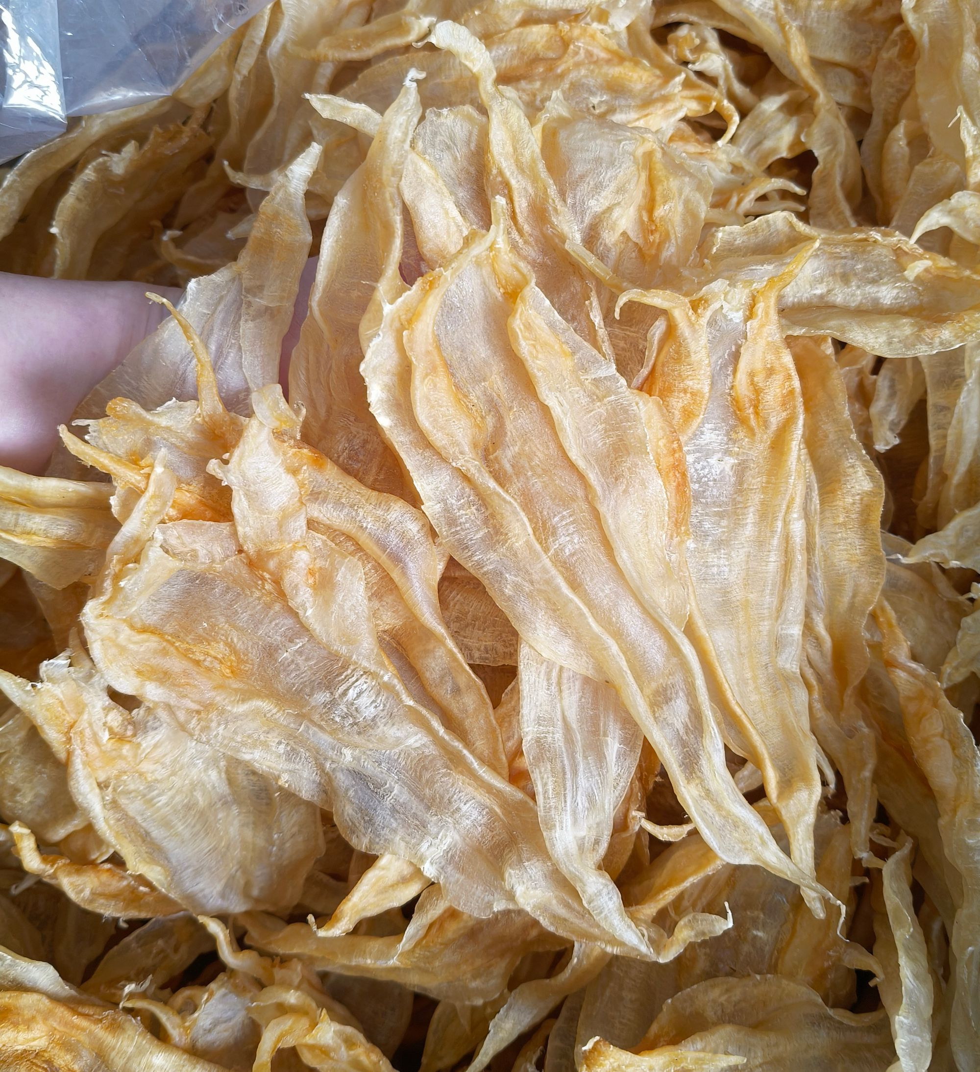 WJ-15249 北海公胶 鳘鱼胶