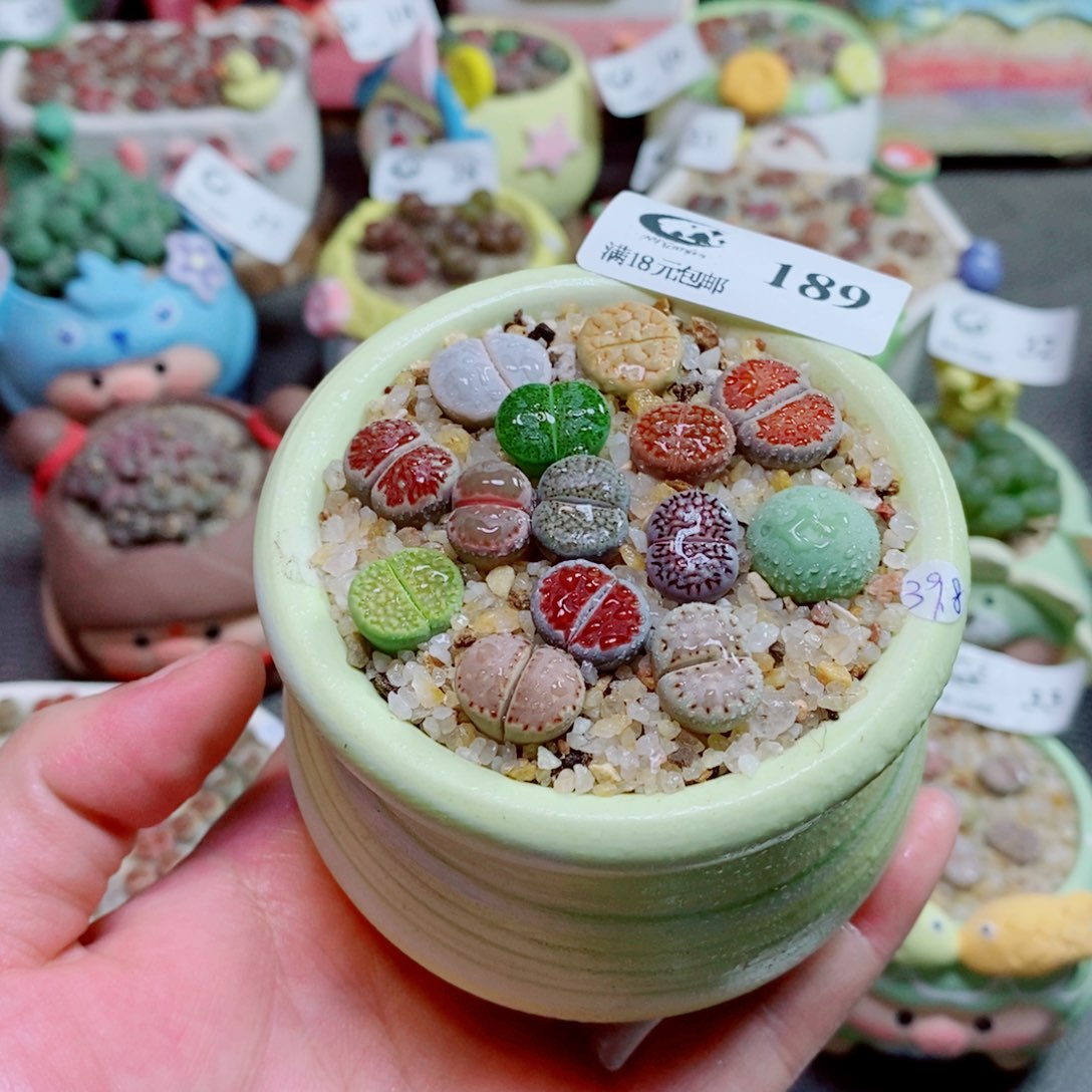 生石花花花花花花189