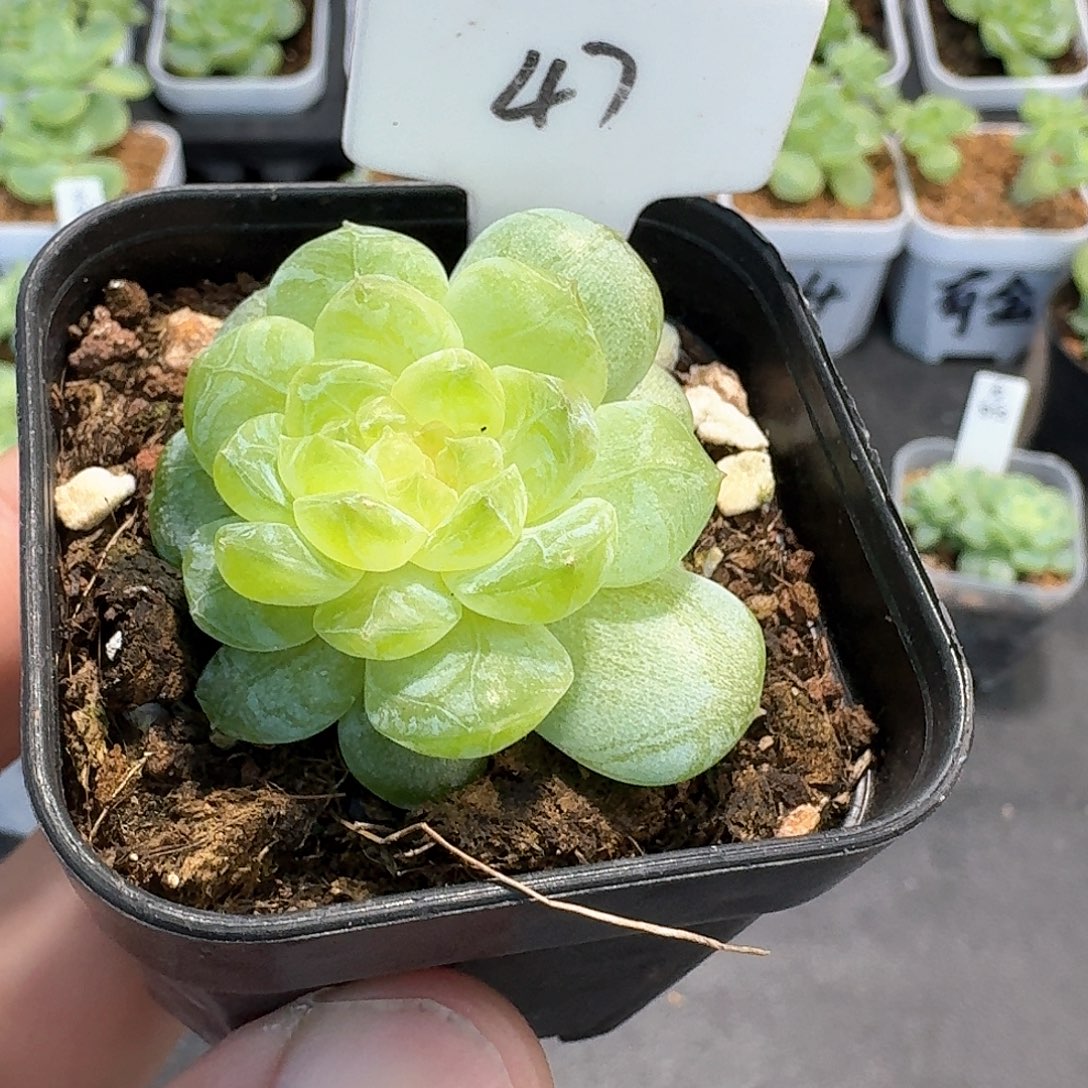 47号若梦多肉11111