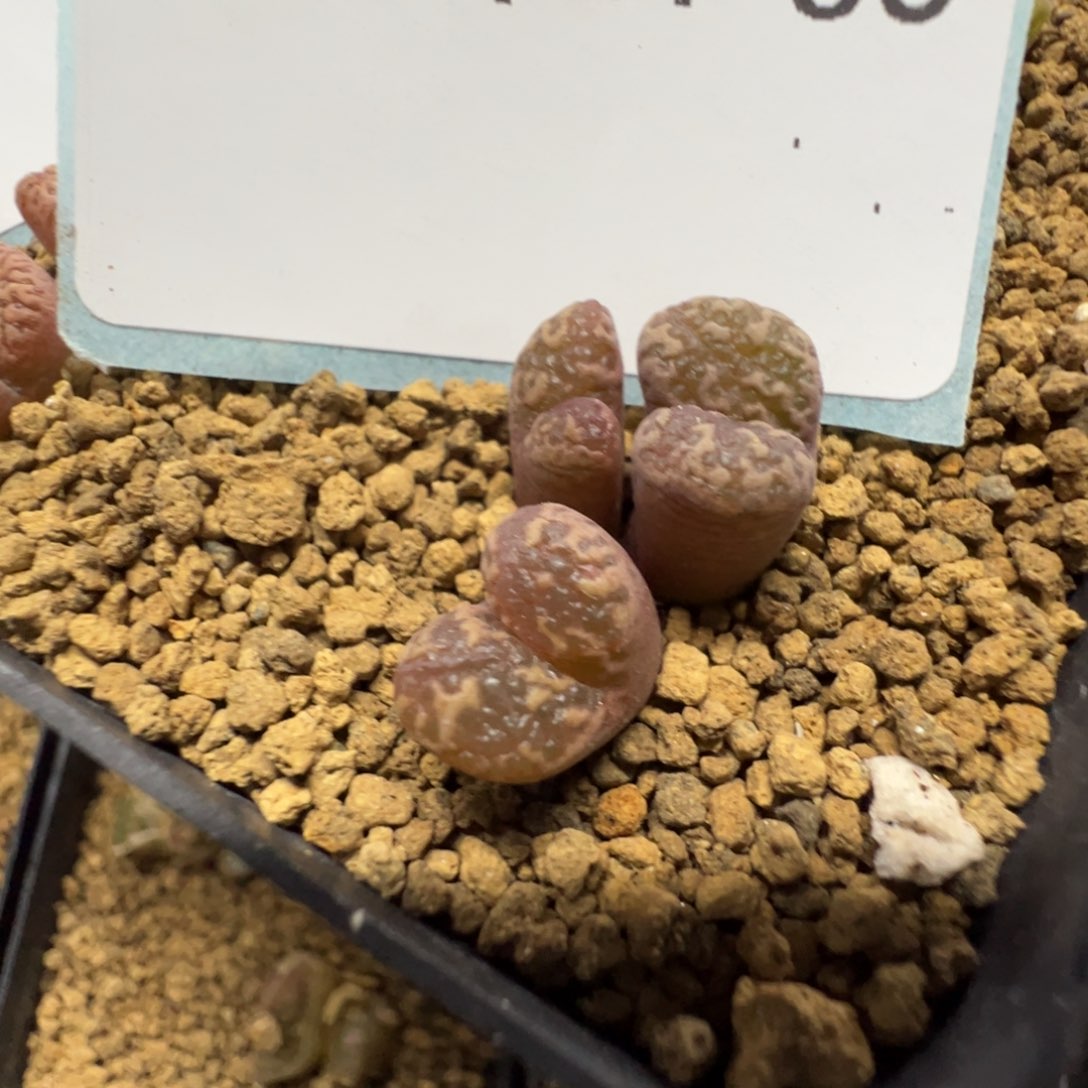 14-86肉锥多肉植物