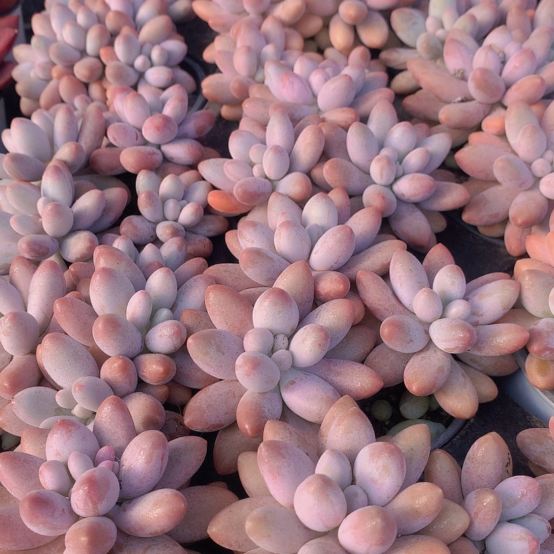 汤圆345677889999000