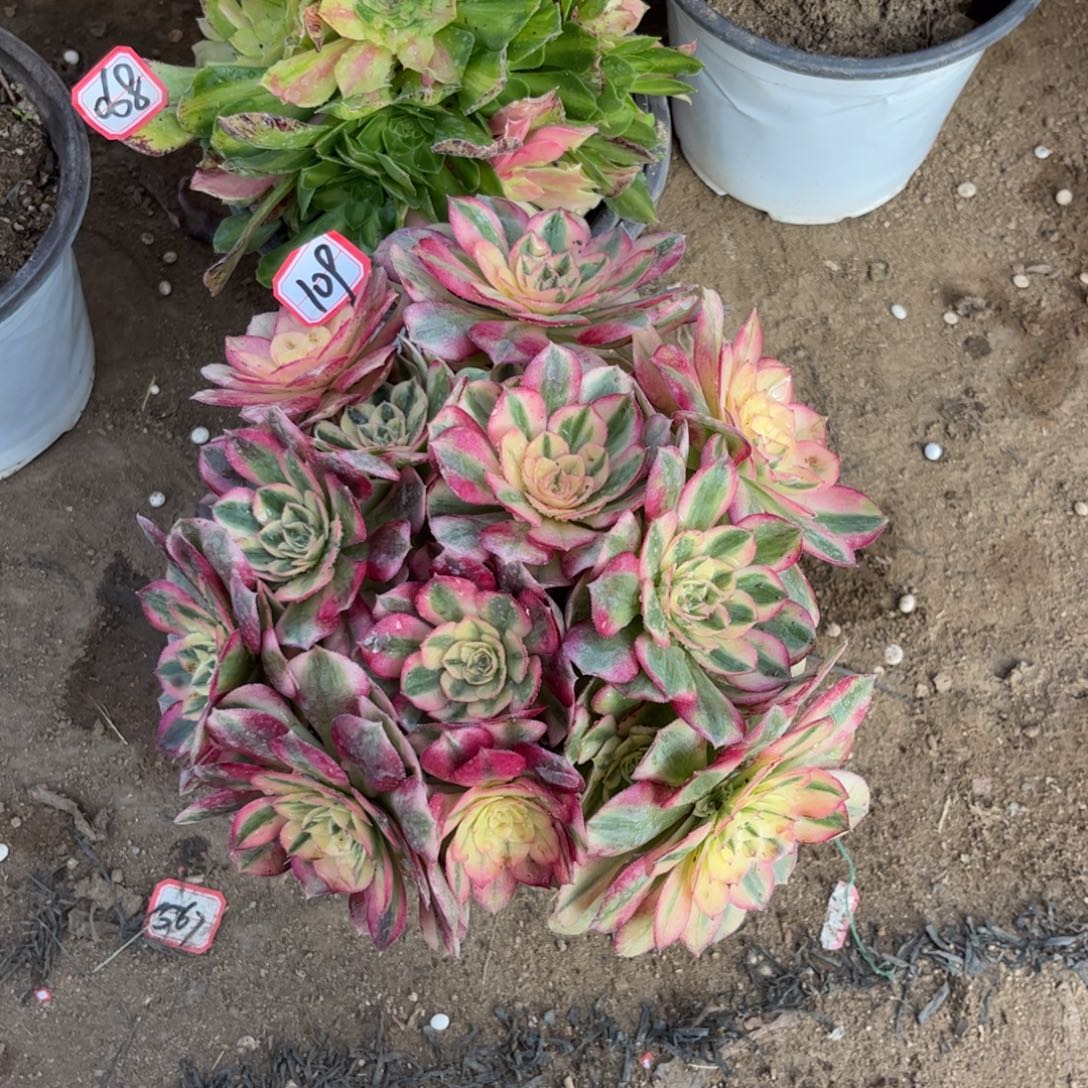 109多肉植物荔枝法师