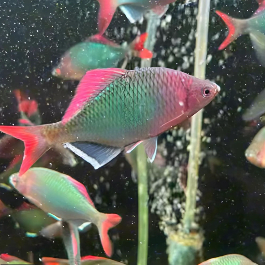 新安江短须鱊黄山溪流原生鱼发色鳑鲏冷水鱼颜色艳丽群游靓丽