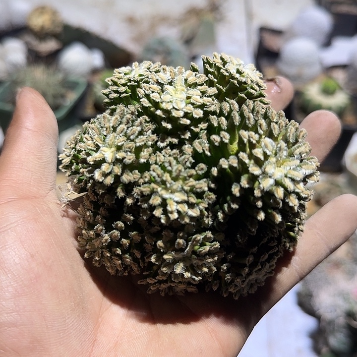 贝氏乳凸仙人球无根