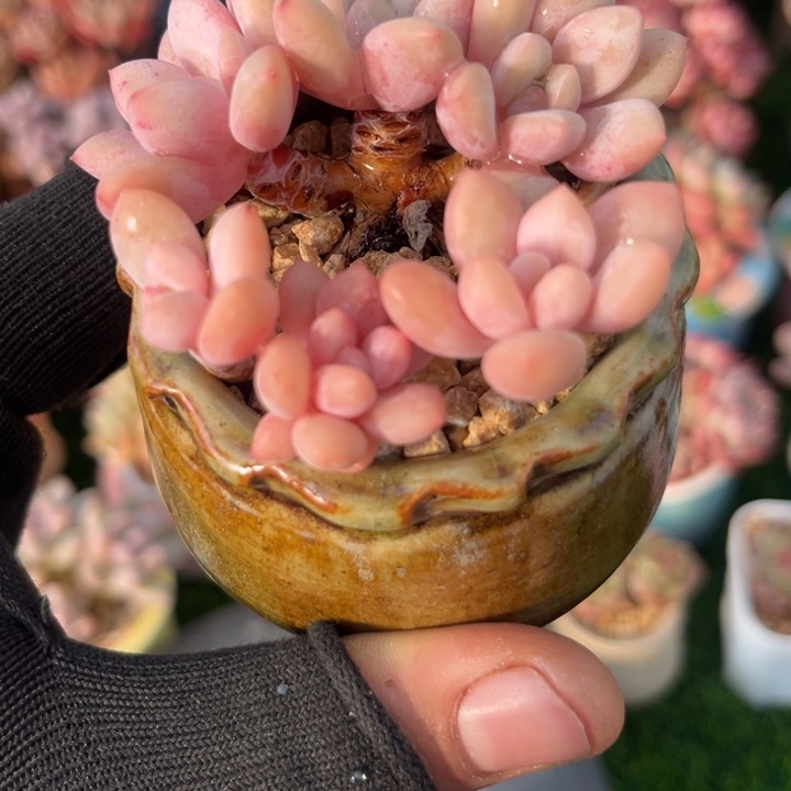 一物一拍，年后发货