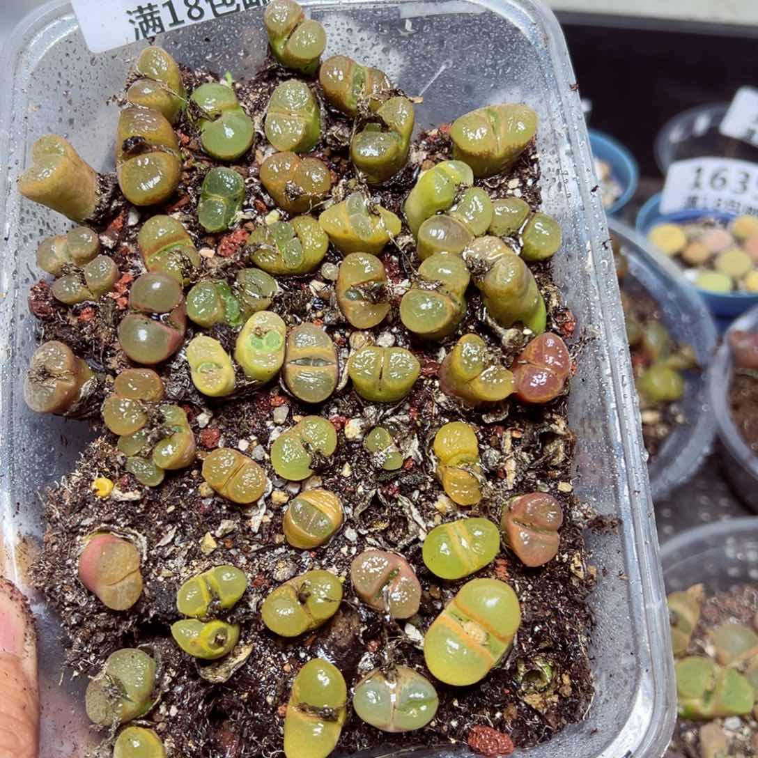 【闪购商品】 1639。   