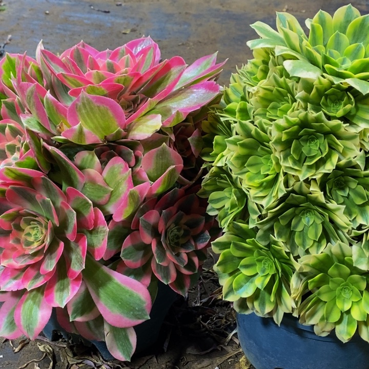 粉女郎加金丝翡翠一组多肉