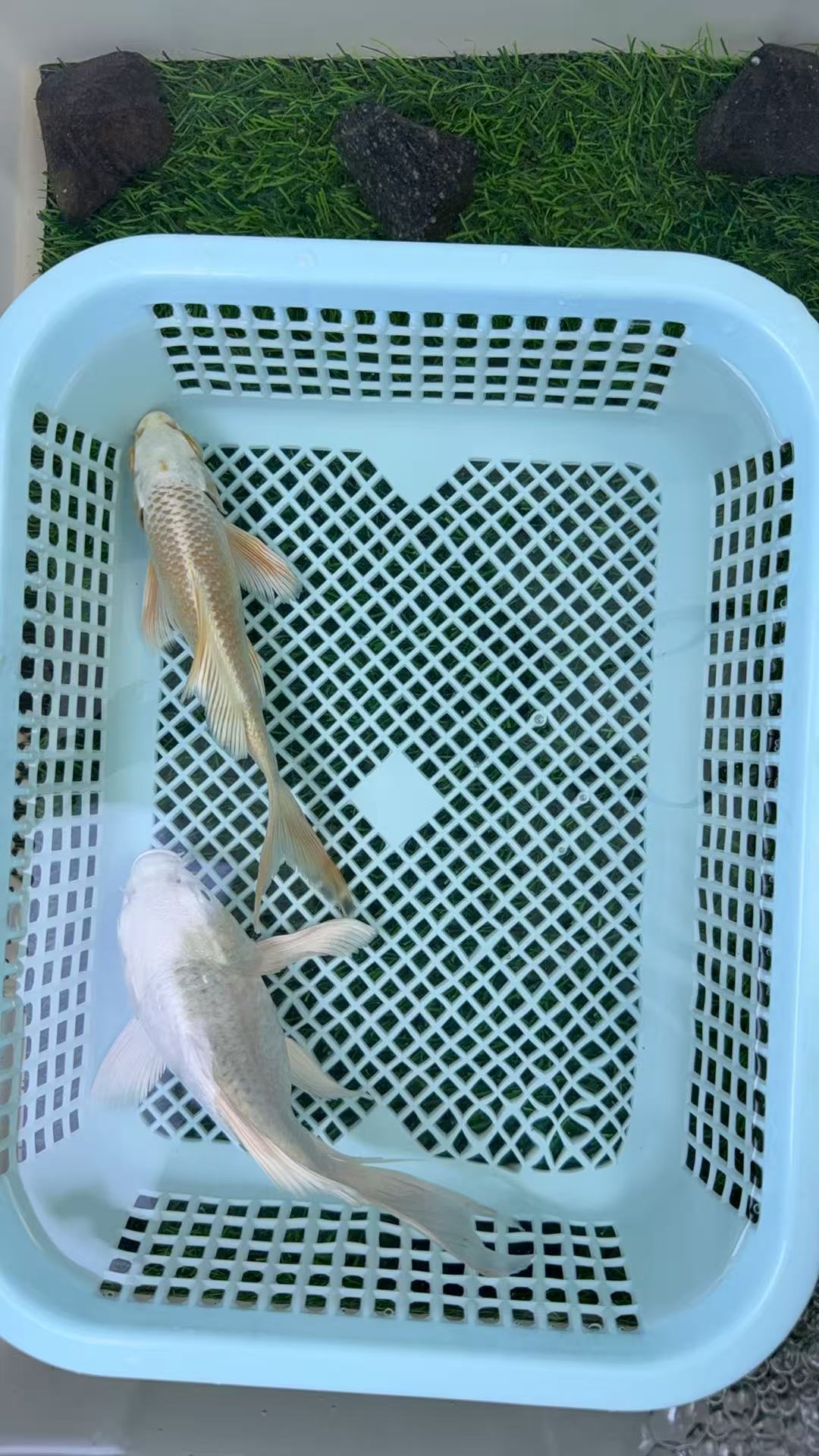 【5】1条大白色+1黄普13-15公分左右蝴蝶鲤包邮