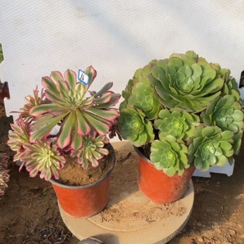 两颗法师一物一拍