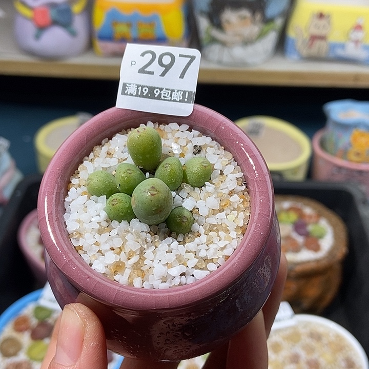 大舅生石花肉锥多肉297