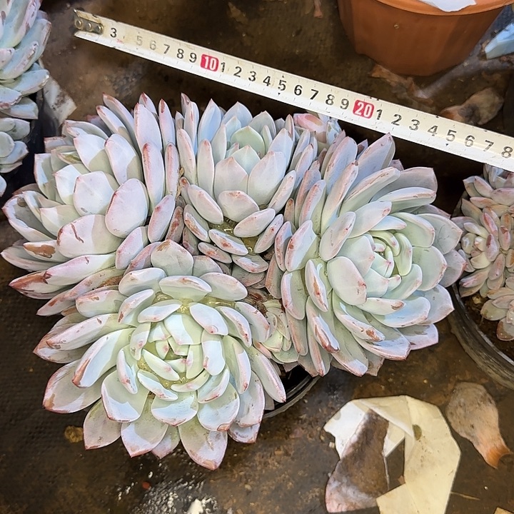 多肉植物一物一拍橙子630