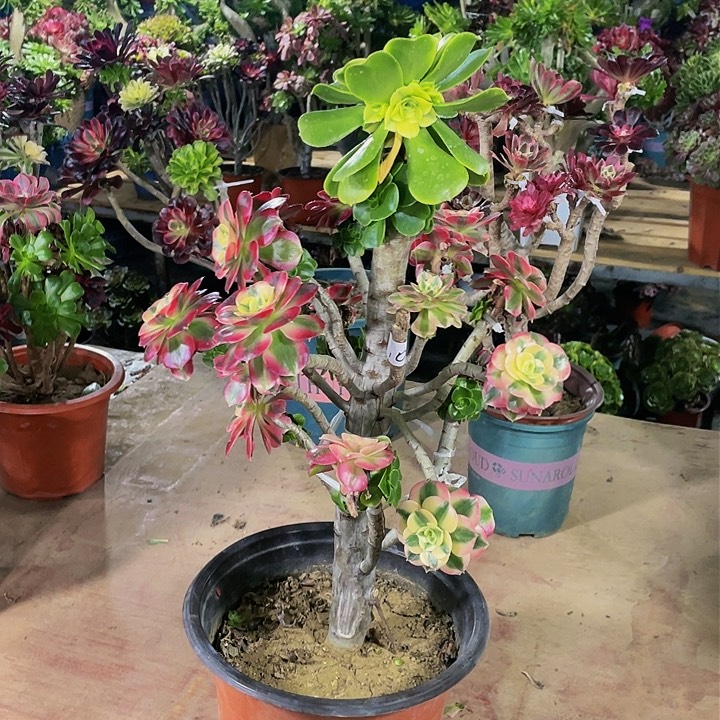 妞*架接法师一个10号