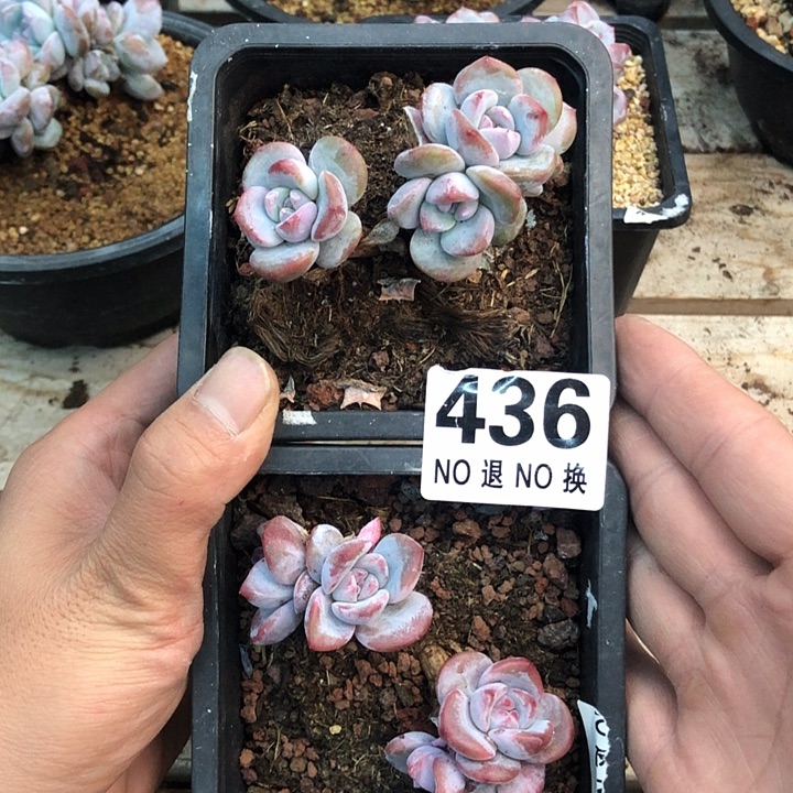 星影石榴籽福利出咯 436