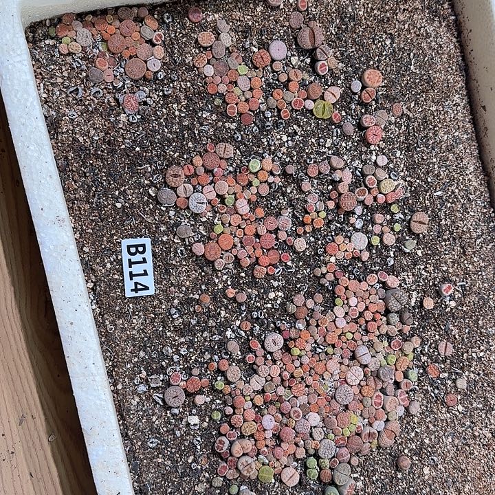 生114石花整框脱土发货不售后