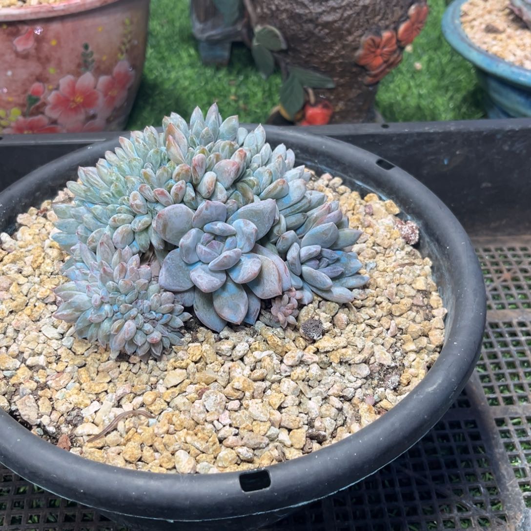 胸花星影缀化多肉