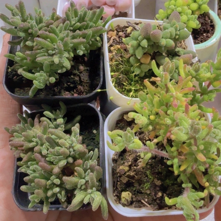 混合枝干王炸一颗