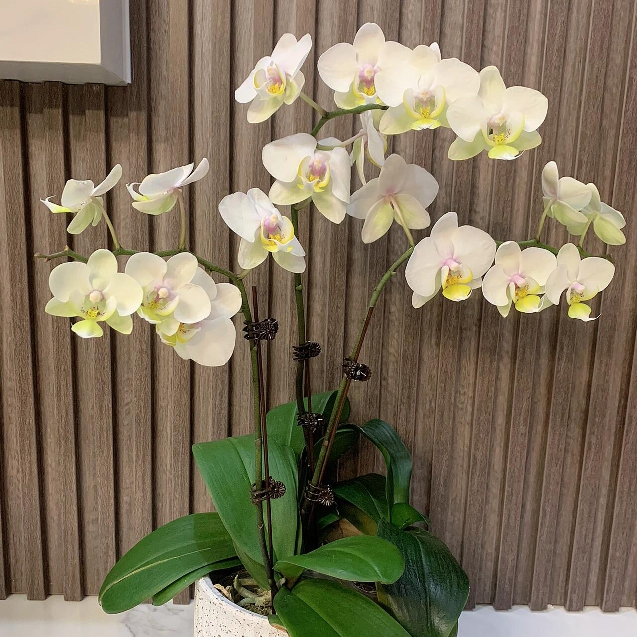 蝴蝶兰【大忙人】带花带花苞发货适合室内客厅阳台种植好养易活