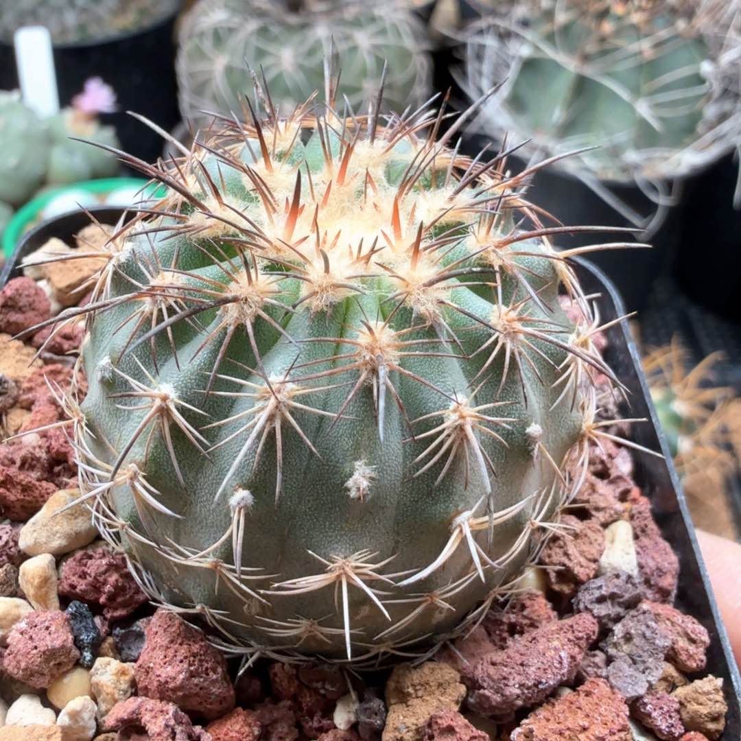 无花朵实生伊须罗玉