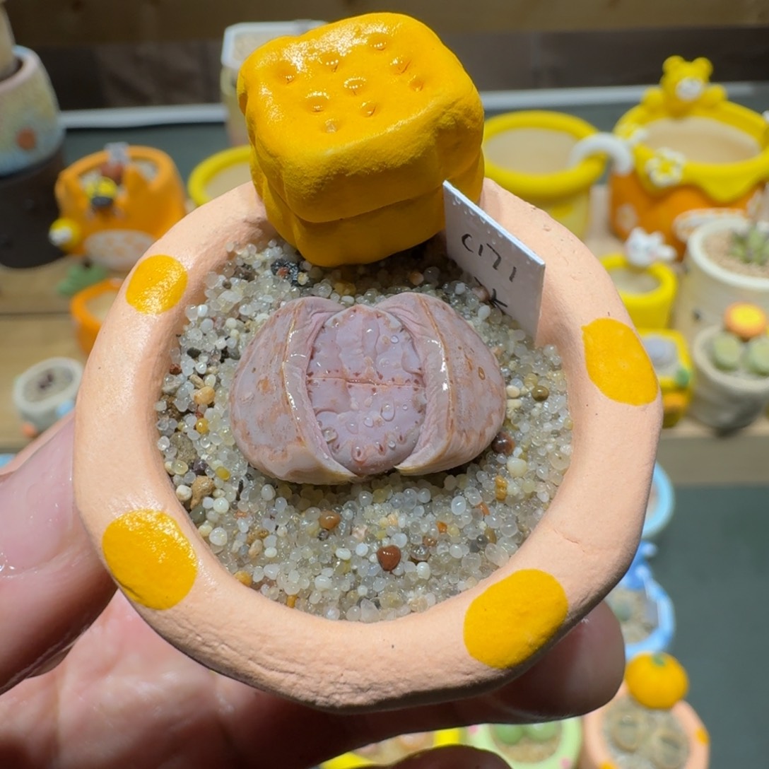 红陶蘑菇575c171饼干