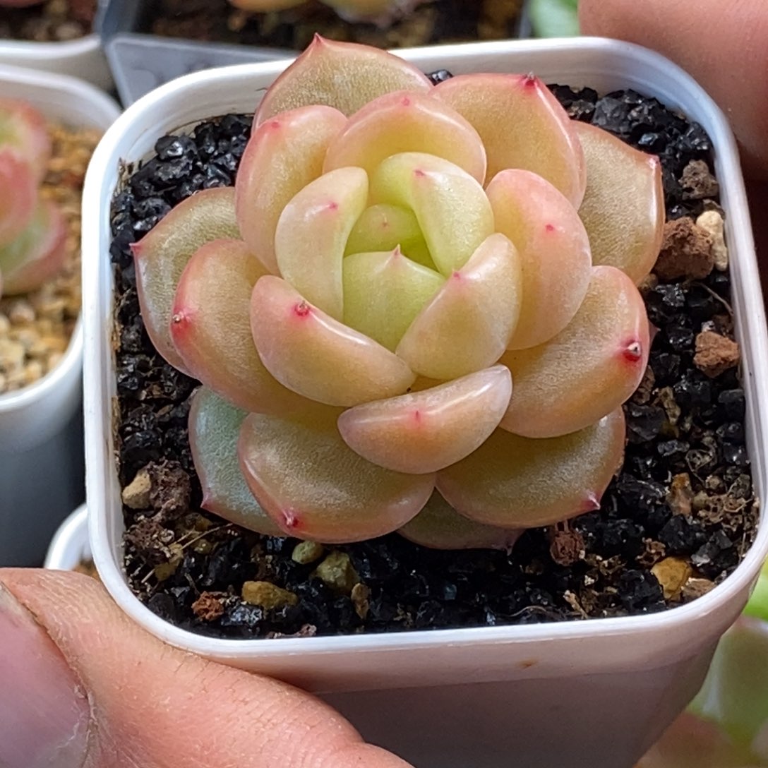 天官赐福百无禁忌