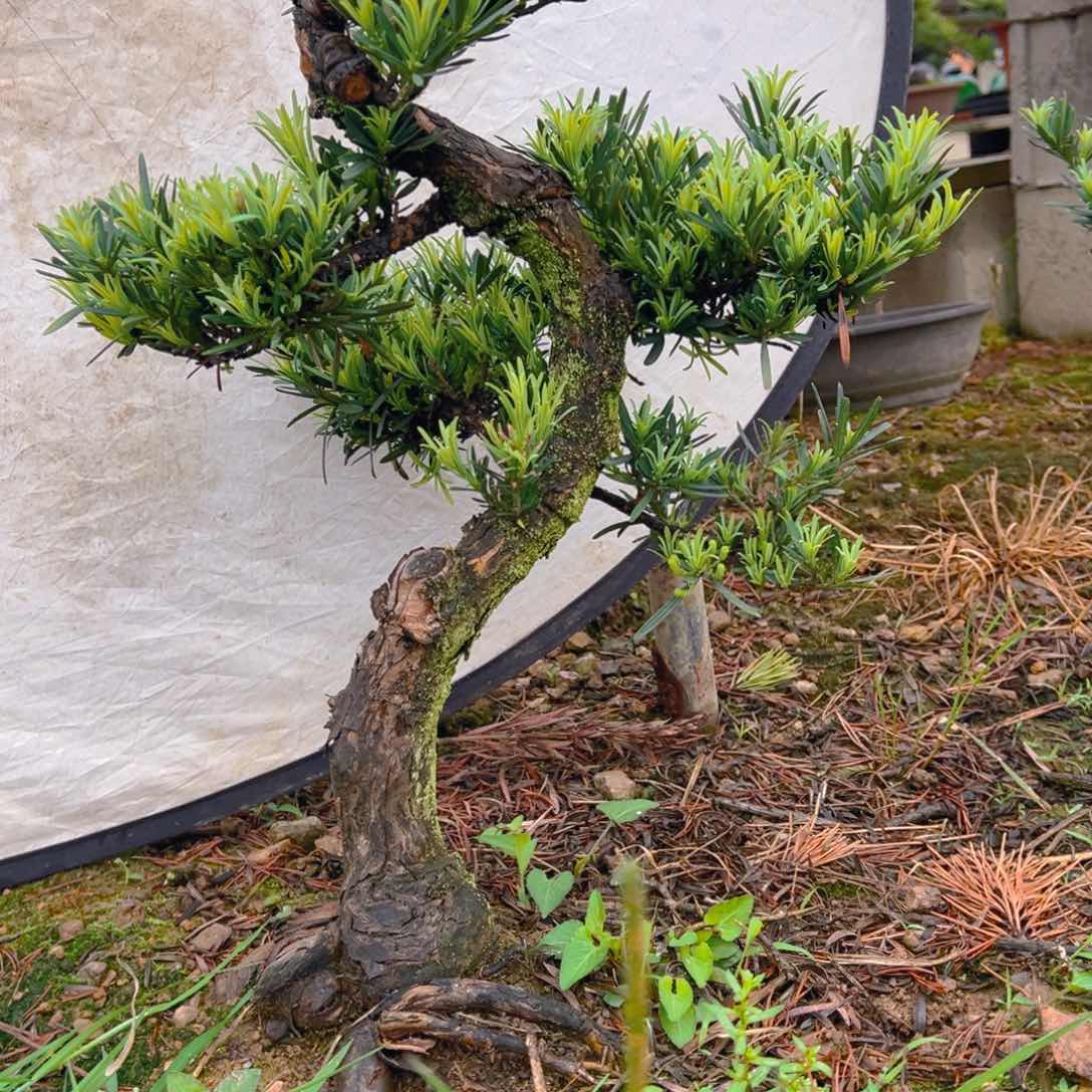 隐**士小叶雀舌罗汉松