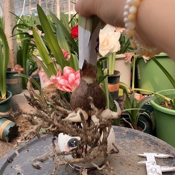 全部花朵紫纹多侧福利