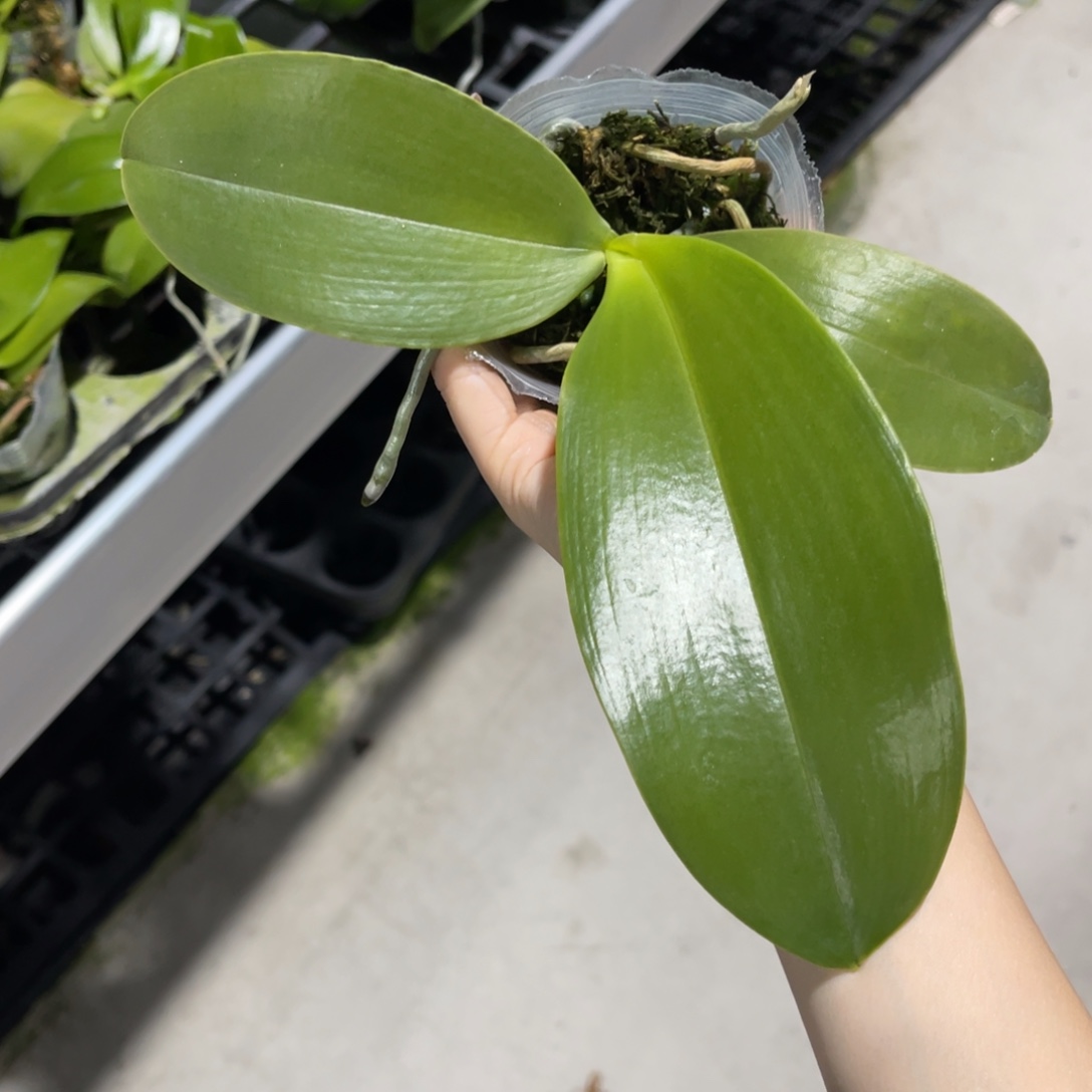 完全开放蝴蝶兰原生