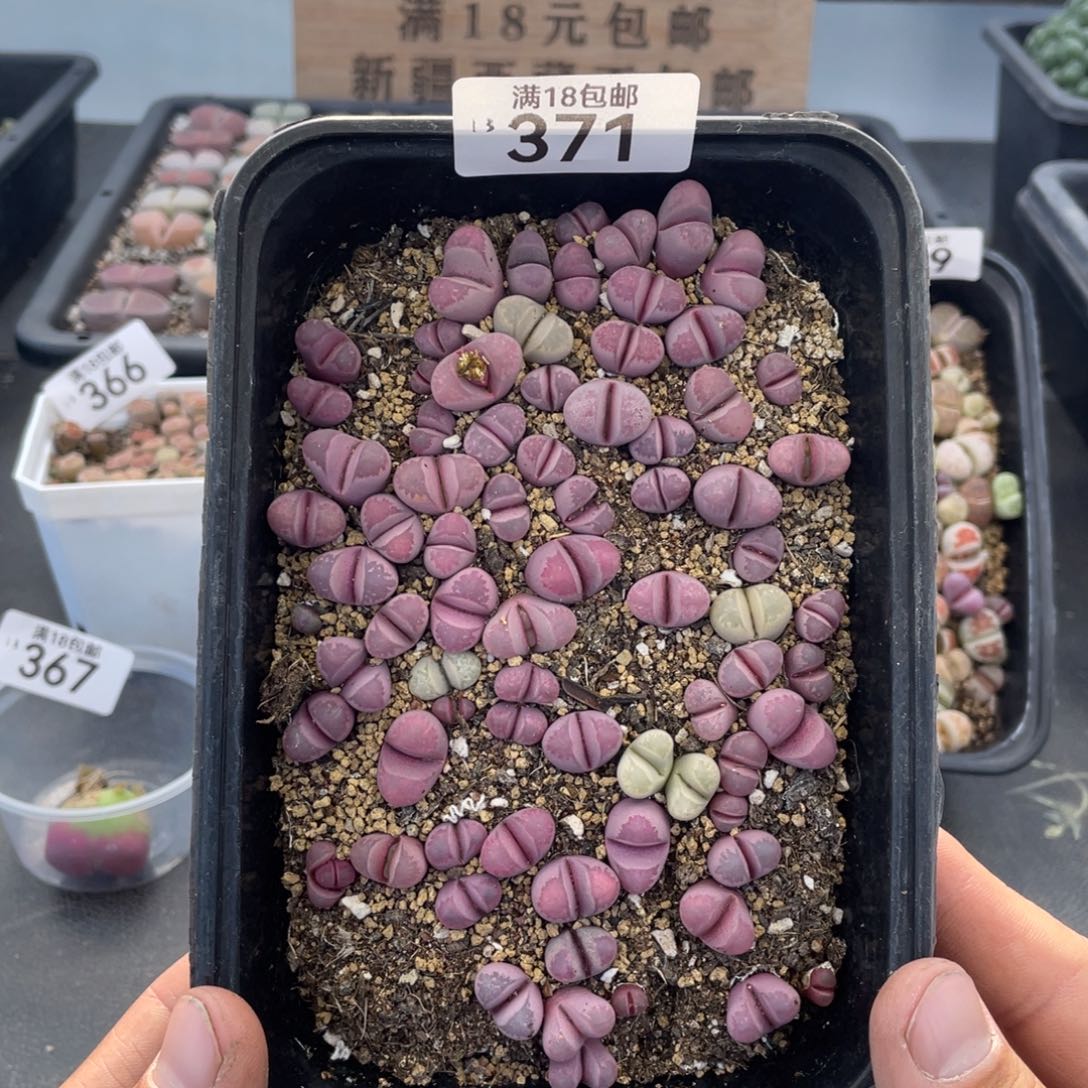 红陶000000000000000371