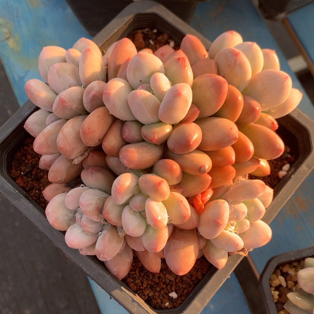 韩版香水老桩一物一拍