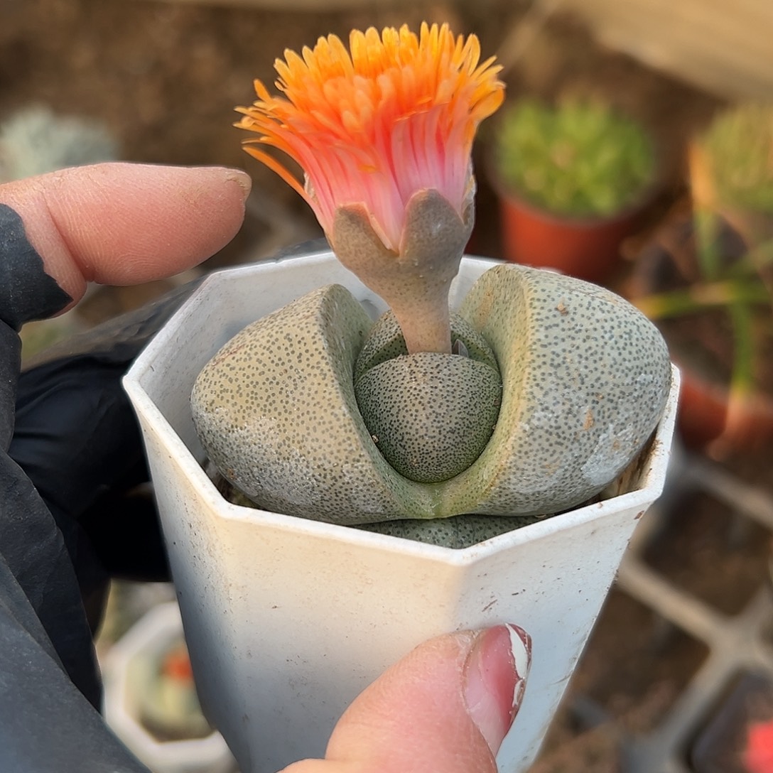 多肉植物绿帝玉开花